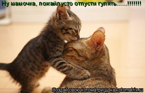 Ну мамочка, пожайлусто отпусти гулять......!!!!!!!... Котоматрица: Ну мамочка, пожайлусто отпусти гулять......!!!!!!!