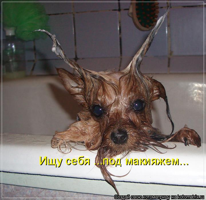 Котоматрица: Ищу себя ...под макияжем...