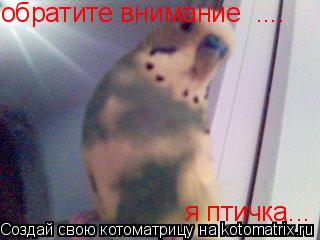 обратите внимание .... я птичка...... Котоматрица: обратите внимание .... я птичка...