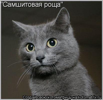"Самшитовая роща"... Котоматрица: "Самшитовая роща"