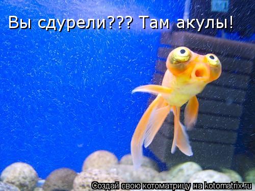 Вы сдурели??? Там акулы!... Котоматрица: Вы сдурели??? Там акулы!