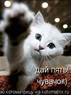 дай пять! чувачок)... Котоматрица: дай пять! чувачок)