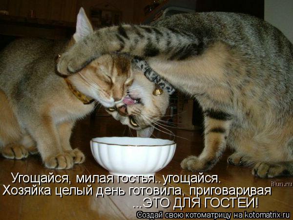 Угощайся, милая гостья..угощайся. Хозяйка целый день готовила, приговаривая ...ЭТО ДЛЯ ГОСТЕЙ!... Котоматрица: Угощайся, милая гостья..угощайся. Хозяйка целый день готовила, приговаривая ...ЭТО ДЛЯ ГОСТЕЙ!
