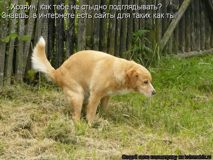 - Хозяин, как тебе не стыдно подглядывать? Знаешь, в интернете есть сайты для таких как ты!... Котоматрица: - Хозяин, как тебе не стыдно подглядывать? Знаешь, в интернете есть сайты для таких как ты!