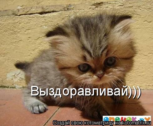 Котоматрица: Выздоравливай)))