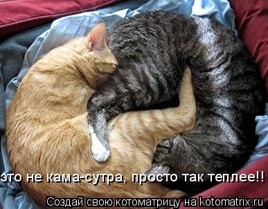 это не кама-сутра, просто так теплее!!... Котоматрица: это не кама-сутра, просто так теплее!!
