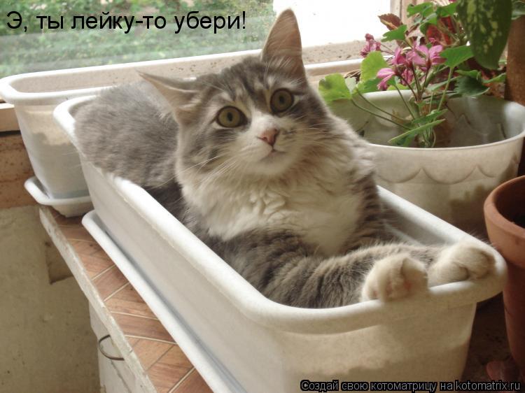 Э, ты лейку-то убери!... Котоматрица: Э, ты лейку-то убери!