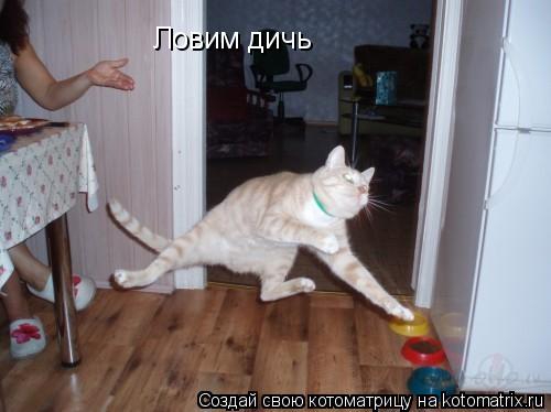 Ловим дичь... Котоматрица: Ловим дичь