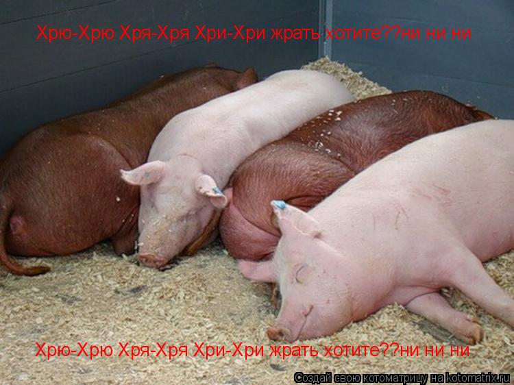 Котоматрица: Хрю-Хрю Хря-Хря Хри-Хри жрать хотите??ни ни ни Хрю-Хрю Хря-Хря Хри-Хри жрать хотите??ни ни ни