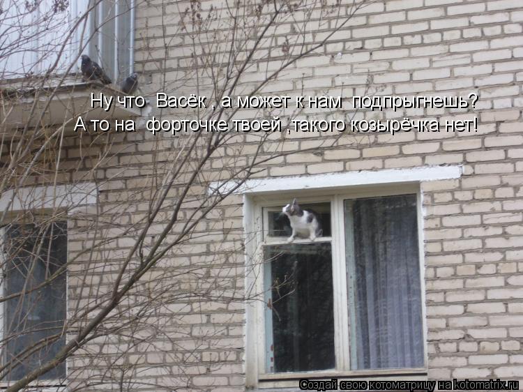 Ну что Васёк , а может к нам подпрыгнешь? А то на форточке твоей ,такого козырёчка нет!... Котоматрица: Ну что Васёк , а может к нам подпрыгнешь? А то на форточке твоей ,такого козырёчка нет!