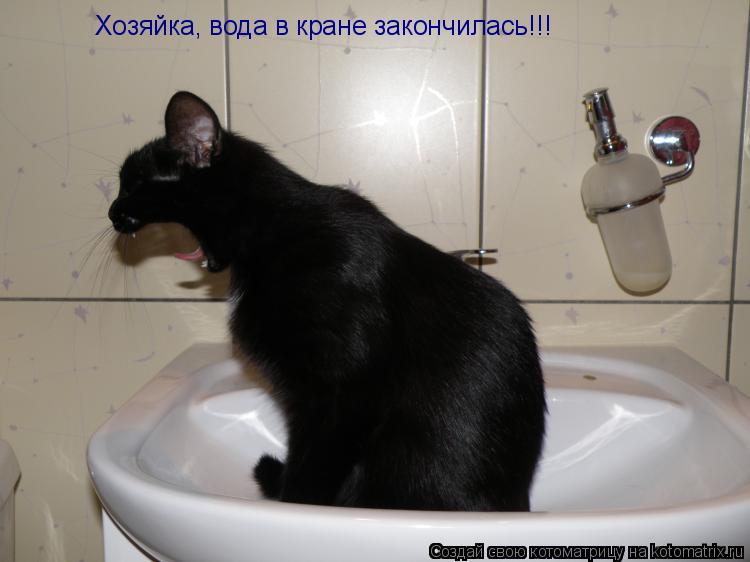 Хозяйка, вода в кране закончилась!!!... Котоматрица: Хозяйка, вода в кране закончилась!!!