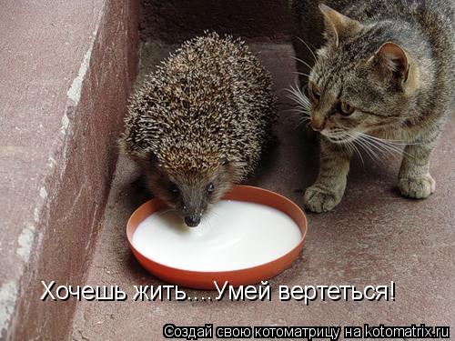 Хочешь жить....Умей вертеться!... Котоматрица: Хочешь жить....Умей вертеться!