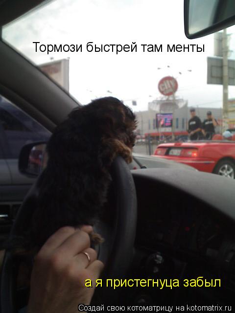 Тормози быстрей там менты а я пристегнуца забыл... Котоматрица: Тормози быстрей там менты а я пристегнуца забыл