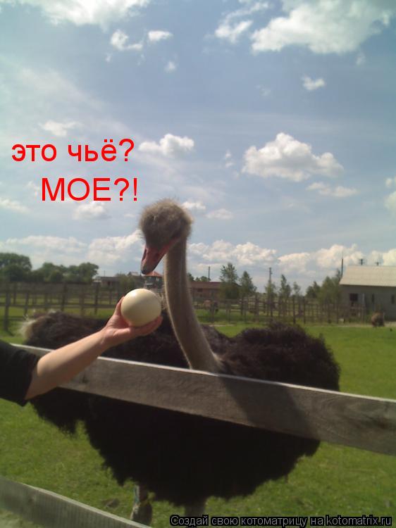 это чьё? МОЕ?!... Котоматрица: это чьё? МОЕ?!