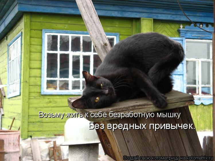 Возьму жить к себе безработную мышку Без вредных привычек.... Котоматрица: Возьму жить к себе безработную мышку Без вредных привычек.