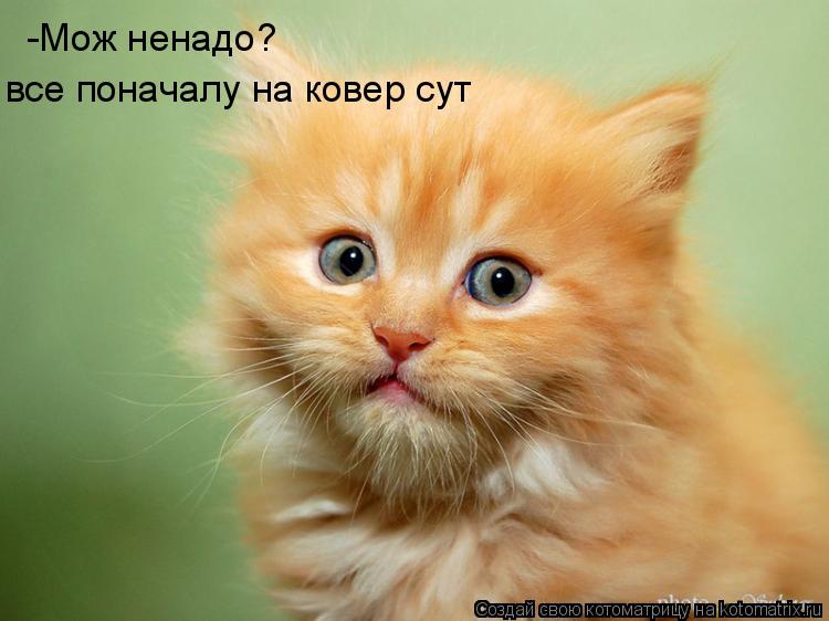 -Мож ненадо? все поначалу на ковер сут... Котоматрица: -Мож ненадо? все поначалу на ковер сут