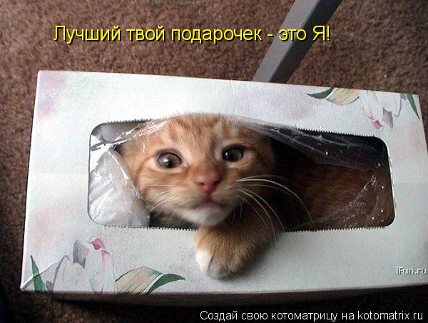 Лучший твой подарочек - это Я!... Котоматрица: Лучший твой подарочек - это Я!