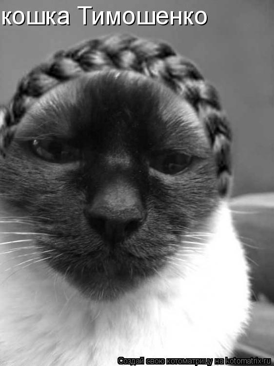 кошка Тимошенко... Котоматрица: кошка Тимошенко