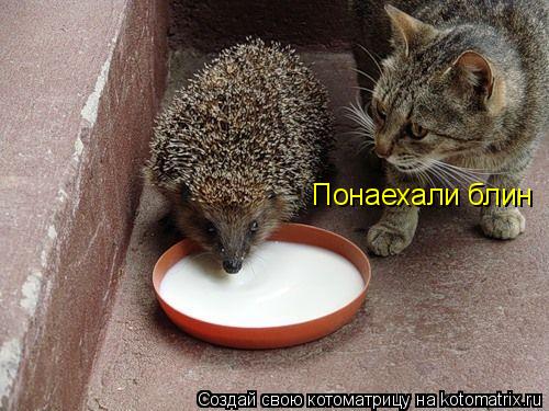 Понаехали блин... Котоматрица: Понаехали блин