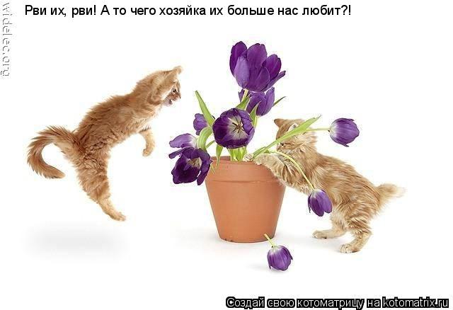 Рви их, рви! А то чего хозяйка их больше нас любит?!... Котоматрица: Рви их, рви! А то чего хозяйка их больше нас любит?!