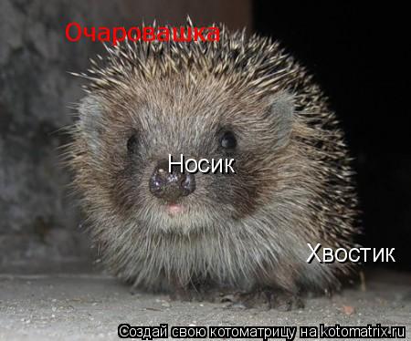 Котоматрица: Носик Хвостик Очаровашка