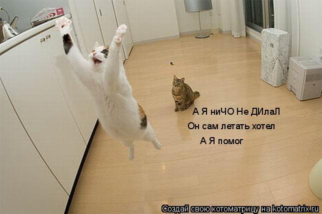 А Я ниЧО Не ДИлаЛ Он сам летать хотел А Я помог... Котоматрица: А Я ниЧО Не ДИлаЛ Он сам летать хотел А Я помог