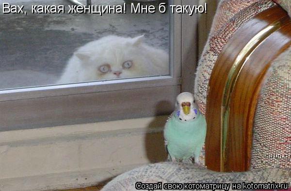 Вах, какая женщина! Мне б такую!... Котоматрица: Вах, какая женщина! Мне б такую!