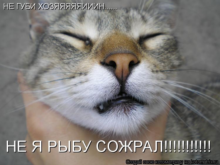 НЕ ГУБИ ХОЗЯЯЯЯЯИИИН...... НЕ Я РЫБУ СОЖРАЛ!!!!!!!!!!!... Котоматрица: НЕ ГУБИ ХОЗЯЯЯЯЯИИИН...... НЕ Я РЫБУ СОЖРАЛ!!!!!!!!!!!
