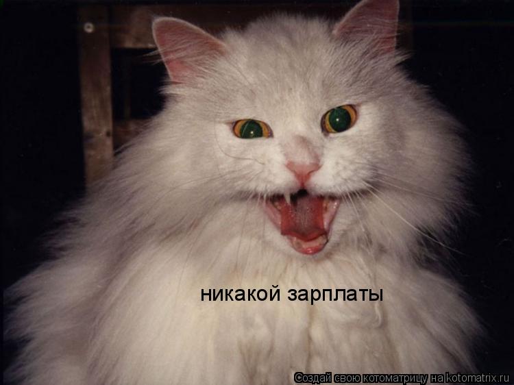 никакой зарплаты... Котоматрица: никакой зарплаты