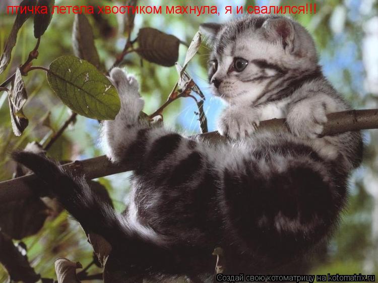 птичка летела хвостиком махнула, я и свалился!!!... Котоматрица: птичка летела хвостиком махнула, я и свалился!!!