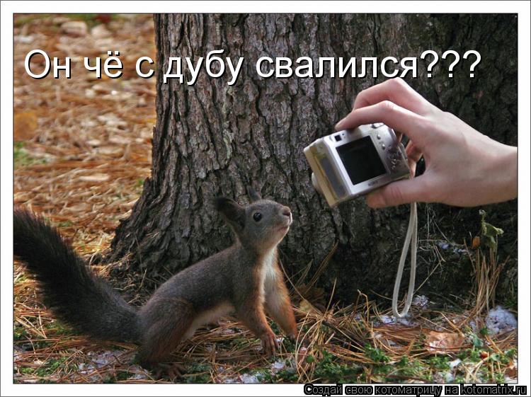 Он чё с дубу свалился???... Котоматрица: Он чё с дубу свалился???