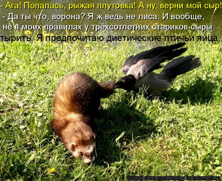 - Ага! Попалась, рыжая плутовка! А ну, верни мой сыр! - Да ты что, ворона? Я ж ведь не лиса. И вообще... Котоматрица: - Ага! Попалась, рыжая плутовка! А ну, верни мой сыр! - Да ты что, ворона? Я ж ведь не лиса. И вообще, не в моих правилах у трёхсотлетних стариков