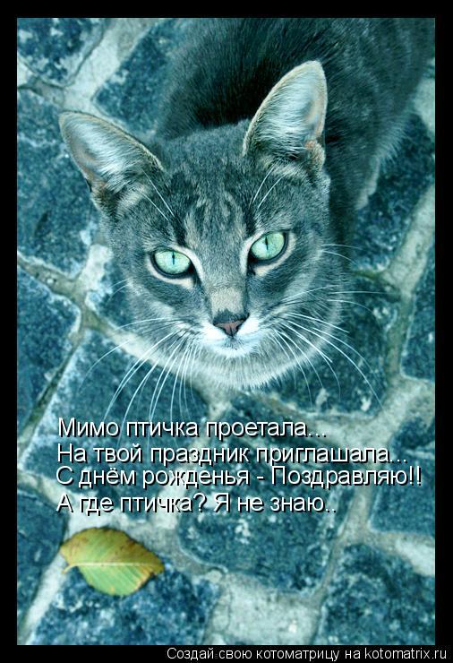 Котоматрица: Мимо птичка проетала... На твой праздник приглашала... С днём рожденья - Поздравляю!! А где птичка? Я не знаю..