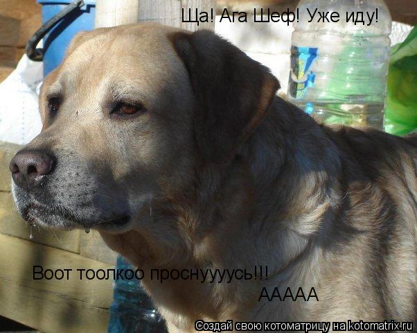 Ща! Ага Шеф! Уже иду! Воот тоолкоо проснуууусь!!! Воот тоолкоо проснуууусь!!! ААААА... Котоматрица: Ща! Ага Шеф! Уже иду! Воот тоолкоо проснуууусь!!! Воот тоолкоо проснуууусь!!! ААААА