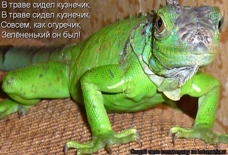 Котоматрица: В траве сидел кузнечик, В траве сидел кузнечик, Совсем, как огуречик, Зелёненький он был!