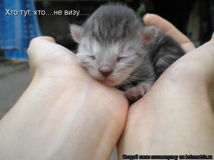 Хто тут, хто....не визу........ Котоматрица: Хто тут, хто....не визу.....