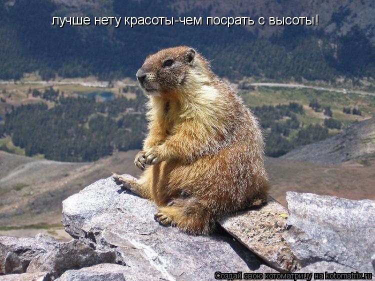лучше нету красоты-чем посрать с высоты!... Котоматрица: лучше нету красоты-чем посрать с высоты!