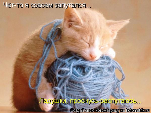 Чёт-то я совсем запутался... Ладушки, проснусь-распутаюсь...... Котоматрица: Чёт-то я совсем запутался... Ладушки, проснусь-распутаюсь...