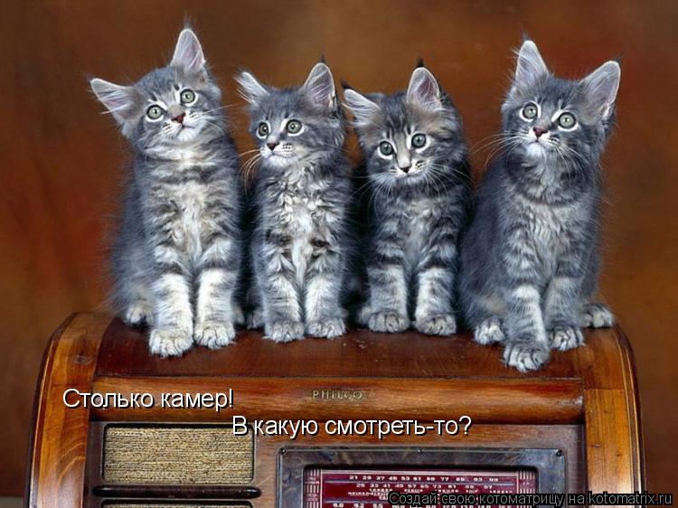 Столько камер! В какую смотреть-то?... Котоматрица: Столько камер! В какую смотреть-то?