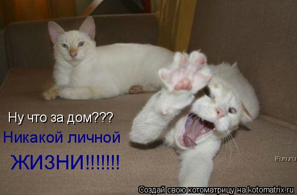 Ну что за дом??? Никакой личной ЖИЗНИ!!!!!!!... Котоматрица: Ну что за дом??? Никакой личной ЖИЗНИ!!!!!!!