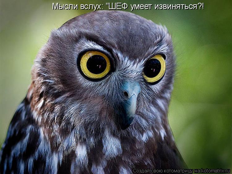 Мысли вслух: "ШЕФ умеет извиняться?!... Котоматрица: Мысли вслух: "ШЕФ умеет извиняться?!