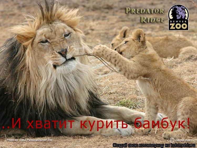 ..И хватит курить бамбук!... Котоматрица: ..И хватит курить бамбук!