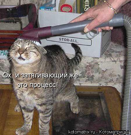 Ох, и затягивающий же это процесс!... Котоматрица: Ох, и затягивающий же это процесс!