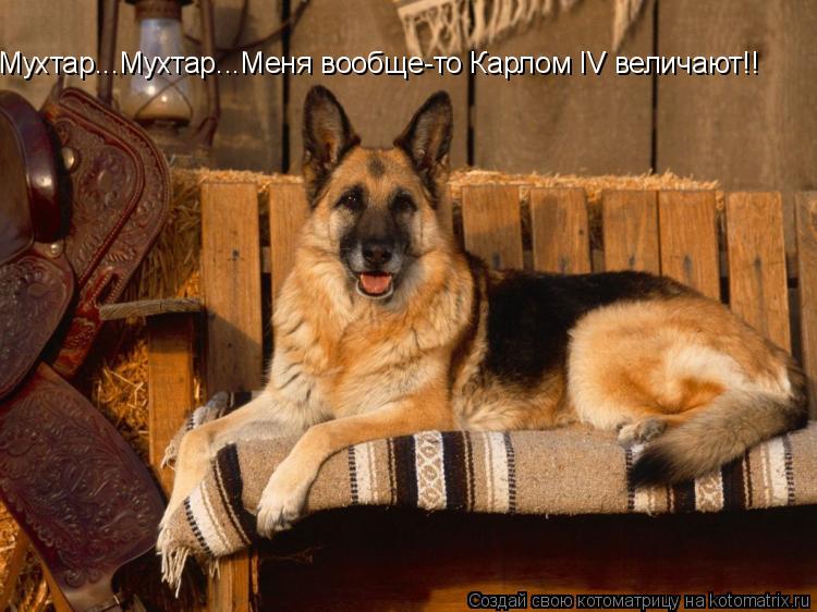 Мухтар...Мухтар...Меня вообще-то Карлом IV величают!!... Котоматрица: Мухтар...Мухтар...Меня вообще-то Карлом IV величают!!