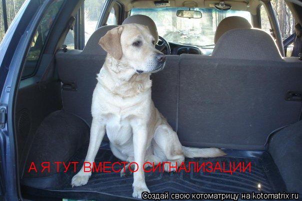 Котоматрица: А Я ТУТ ВМЕСТО СИГНАЛИЗАЦИИ