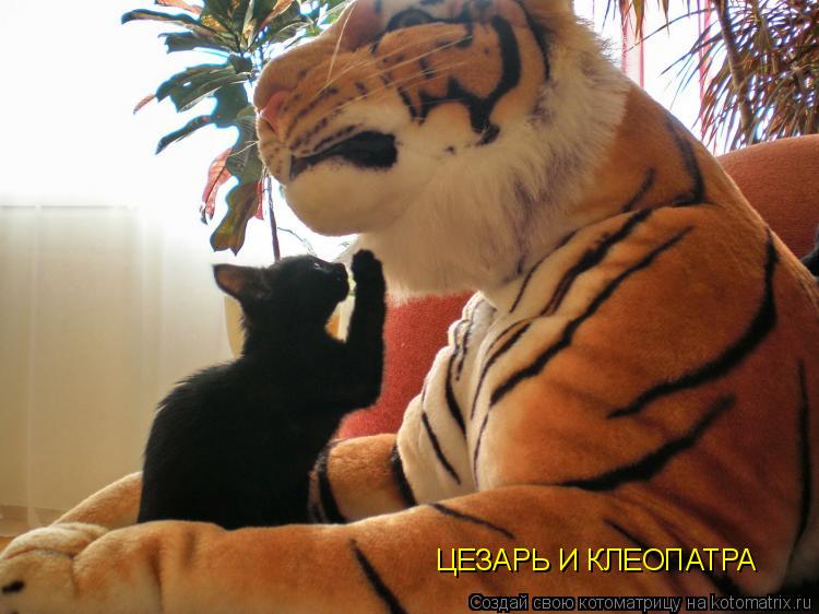 Котоматрица: ЦЕЗАРЬ И КЛЕОПАТРА