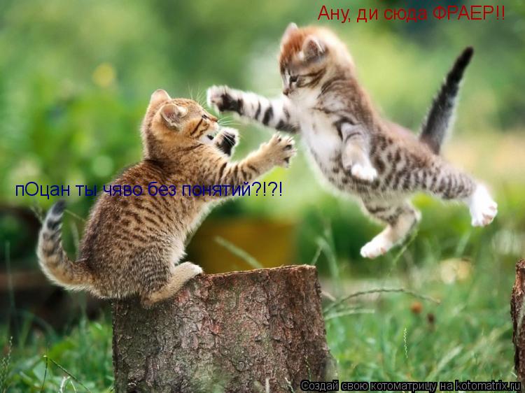 Ану, ди сюда ФРАЕР!! пОцан ты чяво без понятий?!?!... Котоматрица: Ану, ди сюда ФРАЕР!! пОцан ты чяво без понятий?!?!