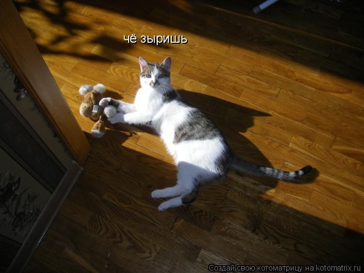 чё зыришь... Котоматрица: чё зыришь