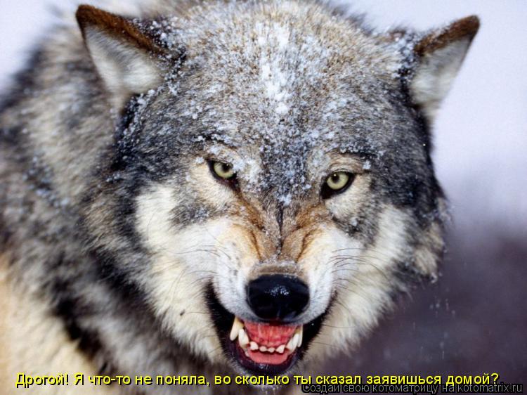 Дрогой! Я что-то не поняла, во сколько ты сказал заявишься домой?... Котоматрица: Дрогой! Я что-то не поняла, во сколько ты сказал заявишься домой?