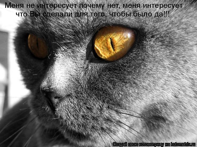Меня не интересует почему нет, меня интересует что Вы сделали для того, чтобы было да!!!... Котоматрица: Меня не интересует почему нет, меня интересует что Вы сделали для того, чтобы было да!!!